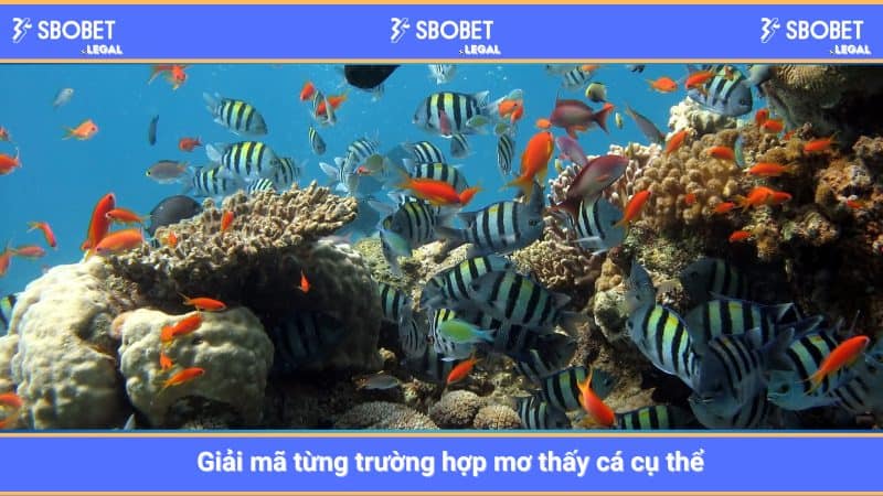 Giải mã từng trường hợp mơ thấy cá cụ thể