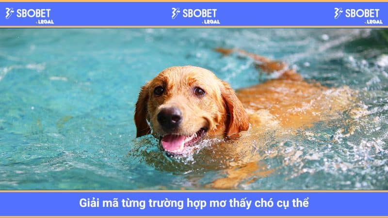 Giải mã từng trường hợp mơ thấy chó cụ thể