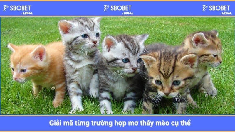 Giải mã từng trường hợp mơ thấy mèo cụ thể