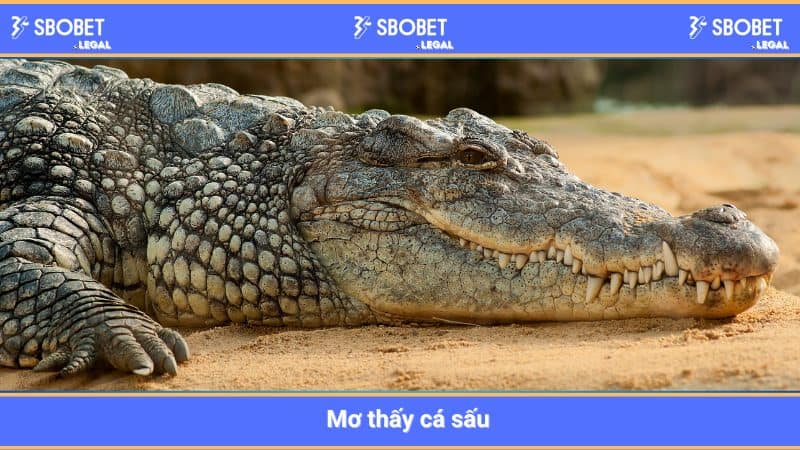 Mơ thấy cá sấu