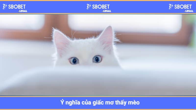 Ý nghĩa của giấc mơ thấy mèo