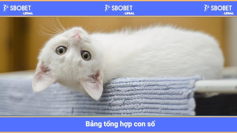 Các con số gắn liền với giấc mơ thấy mèo
