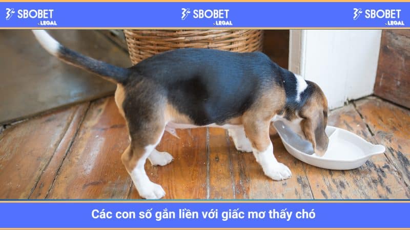 Các con số gắn liền với giấc mơ thấy chó 