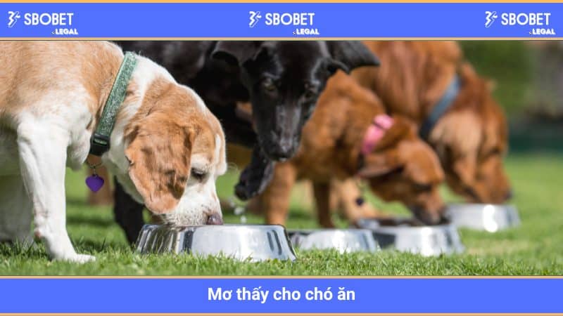 Mơ thấy cho chó ăn