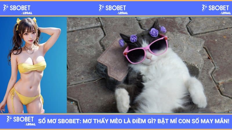 Sổ mơ SBOBET: Mơ thấy mèo là điềm gì? Bật mí con số may mắn! 1 Sổ mơ SBOBET: Mơ thấy mèo là điềm gì? Bật mí con số may mắn!